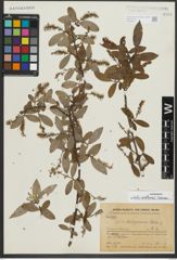 Foto von Salix rosthornii Seemen